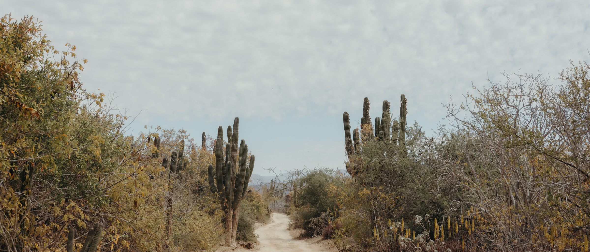 Camino de tierra y vegetación seca: los tonos de arena, roca y cardón del sitio.